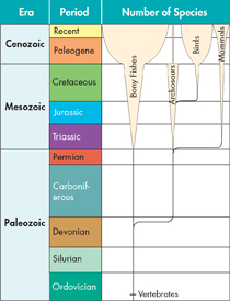 The chart shows the relative numbers of species in four groups of vertebrates over time. The thickness of each band shows the relative number of species in that group.