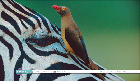 Red-billed oxpecker and a zebra.