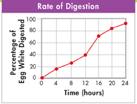 A line graph captioned 'Rate of Digestion' shows the rate at which the egg white is “digested” over a 24-hour period.