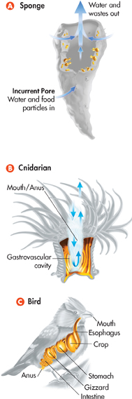 An illustration on 'Digestion systems in Sponge, Cnidarian and Bird.'