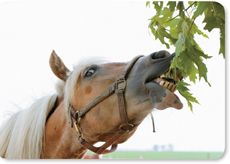 A horse feeding on tree leaves.