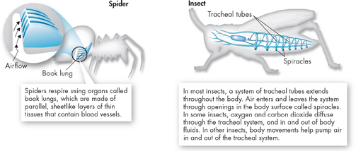 An illustration of respiratory structures of terrestrial invertebrates.