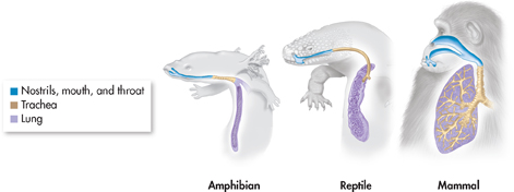 An illustration of lungs in terrestrial vertebrates like Amphibian, Reptilian, and Mammalian.