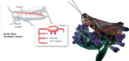 A collage of two images, which include an illustration of the hearts and blood vessels in a grasshopper with an inset image showing the direction of flow of blood in the heart, sinuses and organs and the image of a grasshopper sitting on flowers.