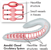 An illustration of closed circulatory system in annelid.