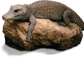 A crocodile sits on a rock