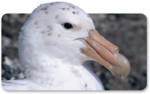 A Petrel.