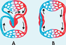 The diagram includes:
 Figure A which is Double-Loop Circulation.
 Figure B which is Single-Loop Circulation.
