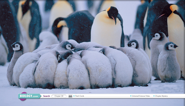 A group of big and small penguins.