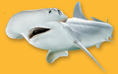 A bonnet head shark.