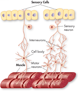 An illustration of neural circuits.