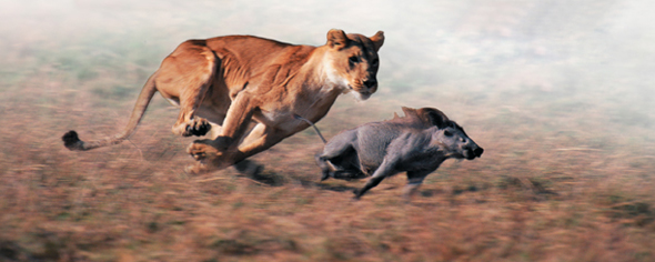 A lioness chases an wart hog.