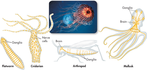 Illustrations of nervous system of various invertebrate.