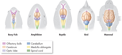 Illustrations of brains of various invertebrate, Bony Fish, Amphibian, Reptile, Bird and Mammal.