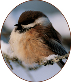 A chickadee.