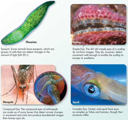 Illustrations of 'Eyes' of various invertebrate.