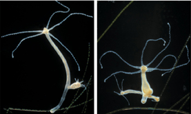 Two images of hydra:
 1. The one at the left is long and elongated.
 2. The one at the right is short.