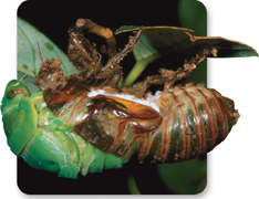 A cicada growing out of its exoskeleton.