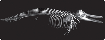 Skeleton of a dolphin.