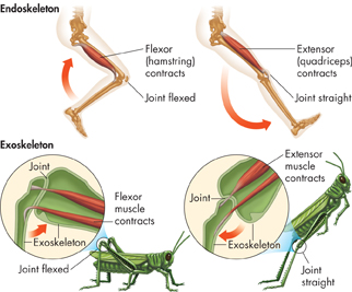 Two sets of diagram showing how the muscles of an vertebrate, endoskeleton and an anthropod, exoskeleton works.