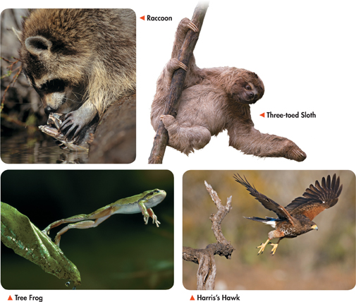 Photographs of the following are shown:
 A Raccoon with object in its hand.
 A three toed Sloth hanging from a branch.
 A Tree frog chasing its prey.
 A flying Harris's Hawk.