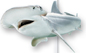 A bonnet head shark.