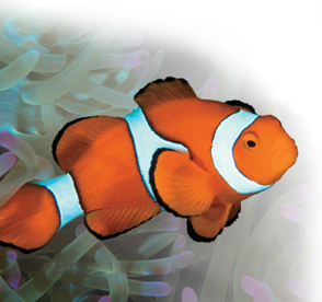 A clown fish.