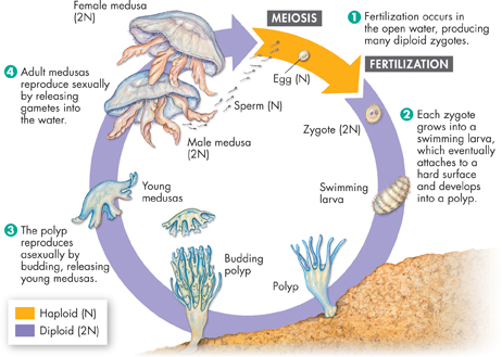 Alternating Reproductive cycle of a jelly fish is illustrated. The cyclic illustration is in two stages; Haploid N(orange) and Diploid 2N(Blue).