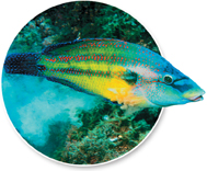 A spawning male Wrasse.
