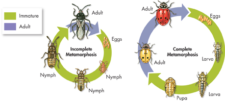 Two types of Insect Metamorphosis is illustrated.
