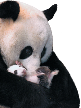 A wild panda cub caressing its offspring.