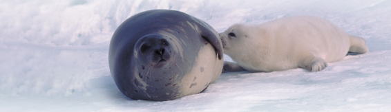 A harp seal with its offspring by its side in snow.