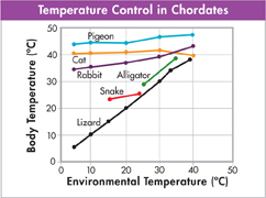 A graph showing 'Temperature Control in Chordates'.