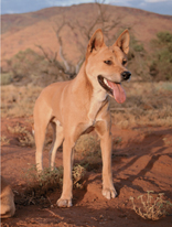 A panting Dingo.