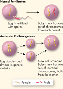 An illustration of fertilization process in a shark.