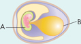 An embryo in an egg structure. Portion surrounding the embryo marked 'A'. A balloon like shape marked 'B'.
