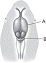 Illustration of a snake's brain with a structure in the front labeled A, and structure at the back labeled B.