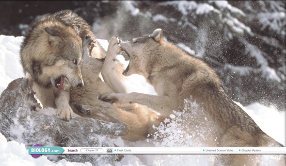 Timber wolves fighting with each other.