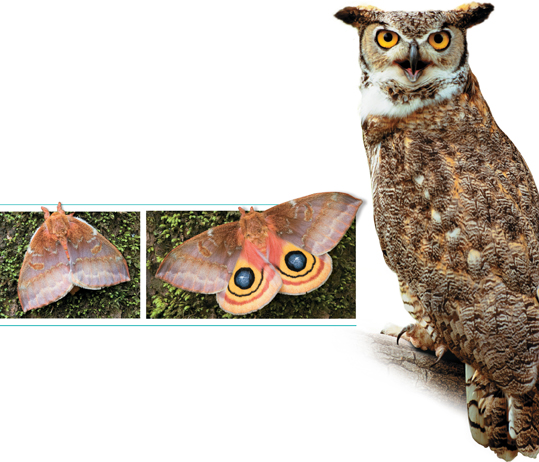 Three photographs shown are:
 1. A moth with its front wing over hind wing.
 2. A moth with exposed hind wing; a circular pattern on it.
 3. An owl.