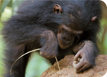 A Chimpanzee with a stick in its hand.