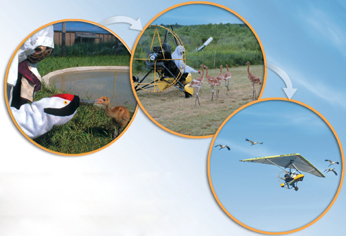 A collage of 3 photographs:
 1. A newly hatched cranes with a red headed hand puppet worn by the researcher.
 2. A glider with the puppet surrounded by baby cranes.
3. The glider in the air with the birds.