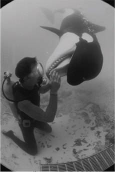 A dolphin kissing a diver.