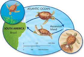 An illustration of seasonal behavior of Green sea turtles:
 Turtles going back and forth from Brazil in South America to Ascension Island in the Atlantic Ocean.
 Inset image shows turtle in Brazil and the other in the island laying eggs.