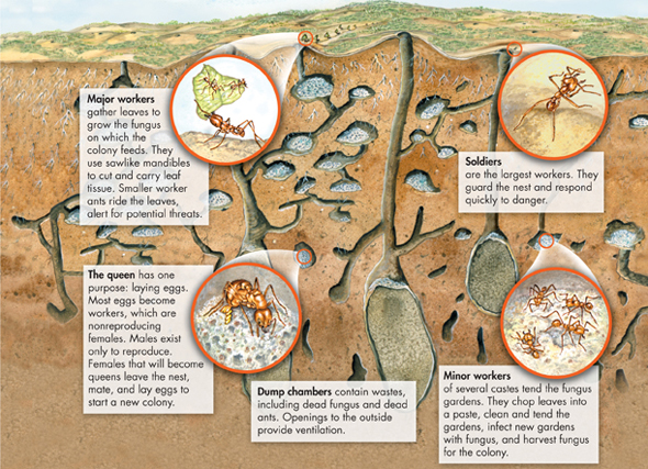 An illustration of an leaf-cutter ant Society.