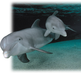 Two dolphins.