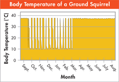 A graph titled 'Body Temperature of a Ground Squirrel'. Body temperature of squirrel is constant throughout the year at 38 degree Celsius. However, the temperature fluctuates in month of October to March between 10 degree Celsius to 38 degree Celsius.
