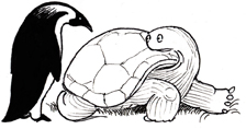 Illustration of a penguin and a tortoise.