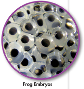 A micrograph indicating frog embryos.
