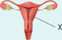 A diagram showing female reproductive system with a structure labeled ‘X’.
