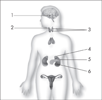 A diagram of a female endocrine system labeled one, two, three, four, five, and six.